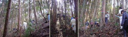 木曾東濃檜　山の中