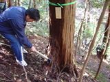 お施主様が東濃檜原木を斧で切る作業