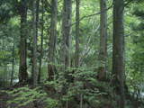 木曽檜　森林