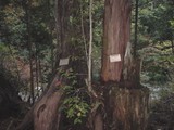 木曽東濃檜