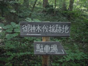 御神木伐採地
