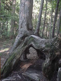 根上がり　天然檜